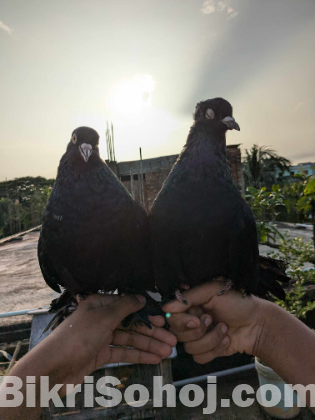 কালো লক্ষা ডাবল লেয়ারের স্প্রিং গলা